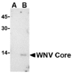Western blot analysis of WNV Core in (A) untransfected or (B) transfected HeLa lysate with WNV Core antibody at 1 μg/mL.