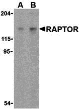 Raptor Antibody