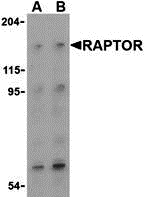 Raptor Antibody