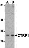 CTRP1 Antibody