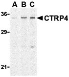 CTRP4 Antibody