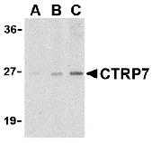 CTRP7 Antibody
