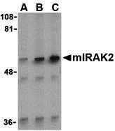 IRAK2 Antibody