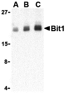 Bit1 Antibody