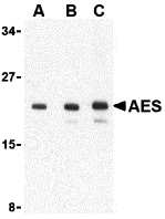 AES Antibody