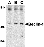 Beclin-1 Antibody