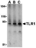 TLR1 Antibody