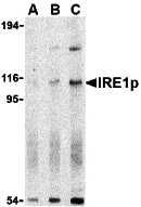 IRE1p Antibody
