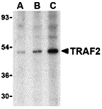 TRAF2 Antibody