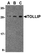 TOLLIP Antibody