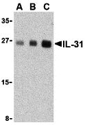 IL-31 Antibody