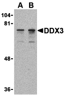 DDX3 Antibody
