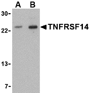 TNFRSF14 Antibody