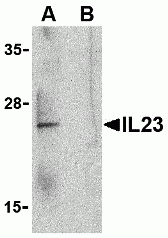 IL-23 Antibody