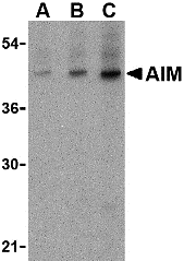 AIM Antibody