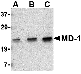MD-1 Antibody