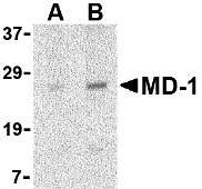 MD-1 Antibody