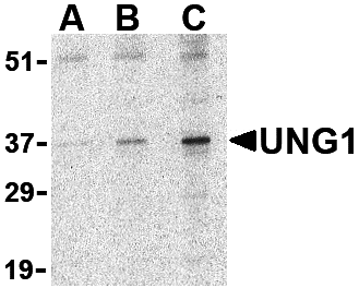 UNG1 Antibody
