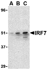 IRF7 Antibody
