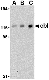 Cbl Antibody