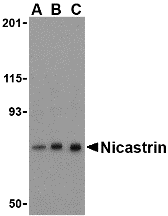 Nicastrin Antibody