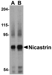 Nicastrin Antibody