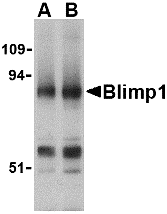 Blimp-1 Antibody