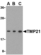TMP21 Antibody
