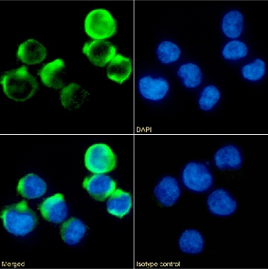 4-1BB Antibody [4B4-1-1], Rabbit IgG