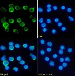4-1BB Antibody [LOB12.3], Rabbit IgG