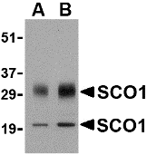 SCO1 Antibody