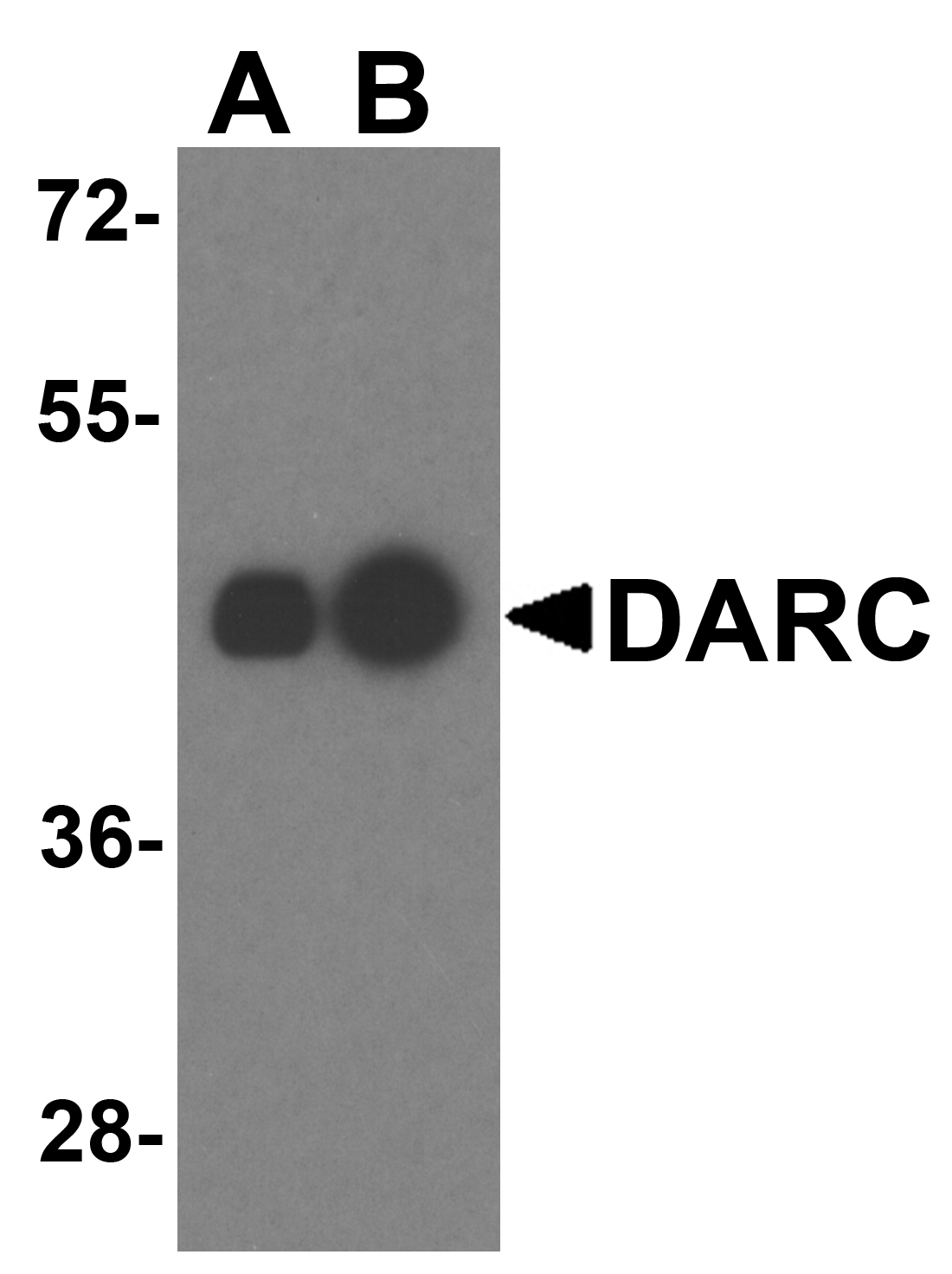 DARC Antibody