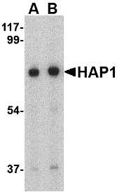 HAP1 Antibody