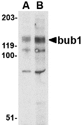 Bub1 Antibody