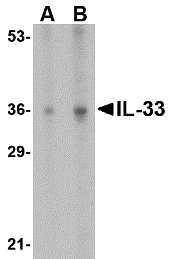 IL-33 Antibody