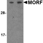 Western blot analysis of MORF4 in K562 cell lysate with MORF4 antibody at (A) 1 and (B) 2 μg/mL.