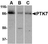 PTK7 Antibody
