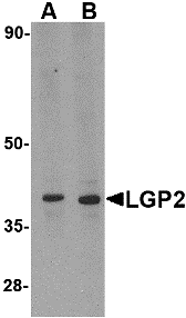 LGP2 Antibody
