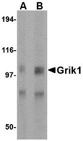 Grik1 Antibody