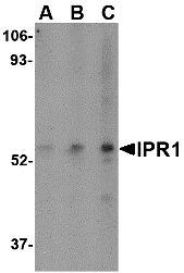 IPR1 Antibody