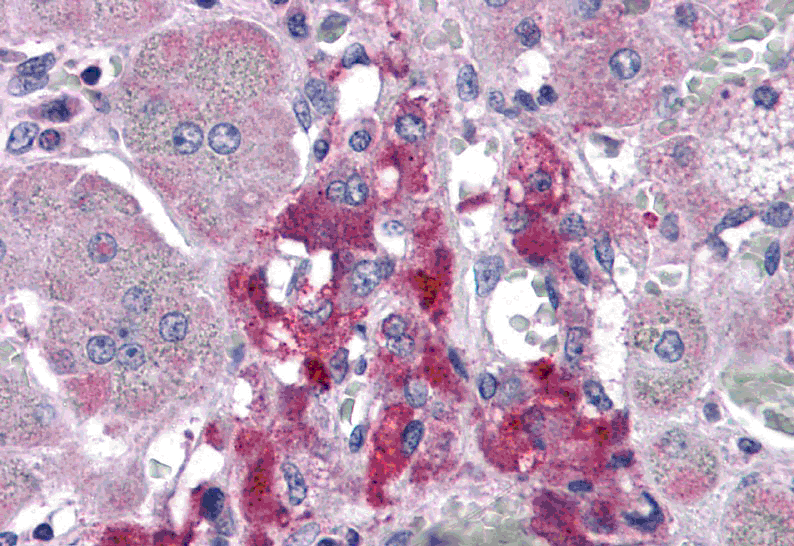 RIM2 Antibody