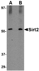 SIRT2 Antibody