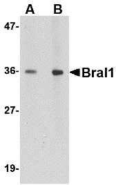 BRAL1 Antibody