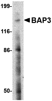 BAP3 Antibody