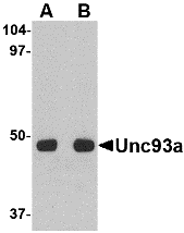 Unc93a Antibody