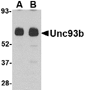 Unc93b Antibody
