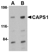 CAPS1 Antibody