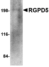 RGPD5 Antibody