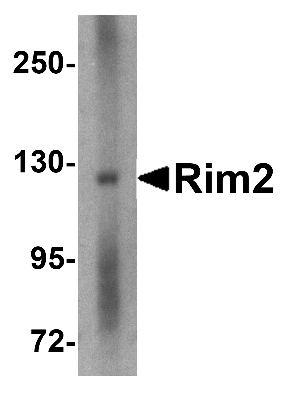 Rim2 Antibody