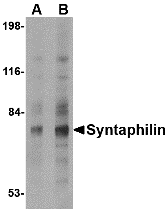 Syntaphilin Antibody